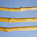 Manchurian Aristolochia Stem