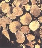 Manchurian Aristolochia Stem