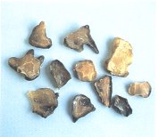 Prepared Aconite Root