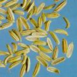 Fennel Fruit (Seed)