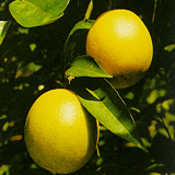 Immature Bitter Orange