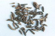 Nutgrass Flatsedge Rhizome