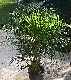 Areca Seed