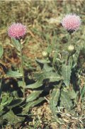 Field Thistle