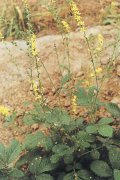 Agrimony