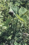 Arisaema Tuber