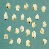 Sichuan Fritillary Bulb