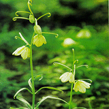 Zhejiang Fritillary Bulb