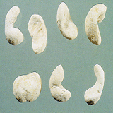 Zhejiang Fritillary Bulb