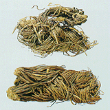 Aster Root