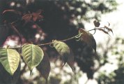 Uncaria Stem With Hooks