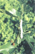 Silkworm Larva