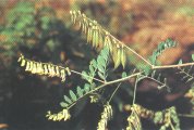 Milk Vetch Root