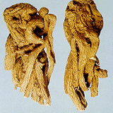 Chinese Angelica Root