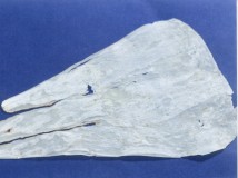 Chinese Angelica Root