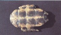 Tortoise Shell