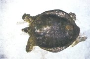 Soft-shelled Turtle Shell