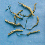 �����Ĳ�