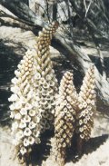 Cistanche
