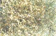 Dodder Seed