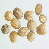 Nutmeg