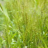 Wheat