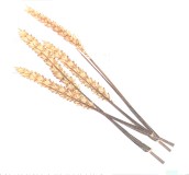 Wheat