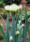 Chinese Onion