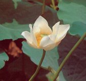 Lotus Root