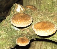 Mushroom, Shiitake