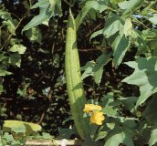 Silk  Gourd