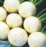 Turnip