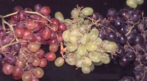 Grape