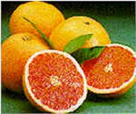 Grapefruit