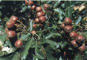 Hawthorn Fruit