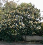 Loquat