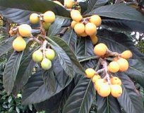 Loquat