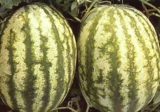 Watermelon