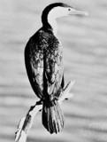 Cormorant