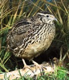 Quail
