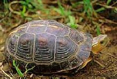 Tortoise