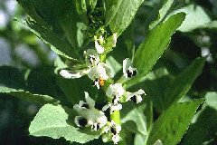 Broad Bean