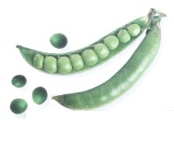 Pea