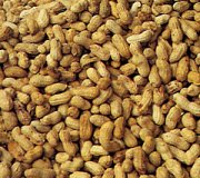 Peanut