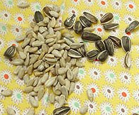 Sunflower Seed