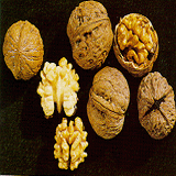 Walnut