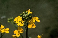 Canola Oil