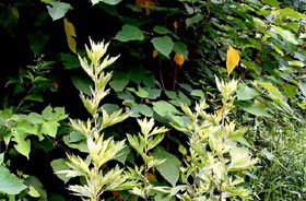 �Ŷ�����7�־����