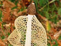 5��ֲ���ʳ���³�