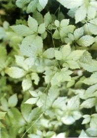 5��ֲ���ʳ���³�